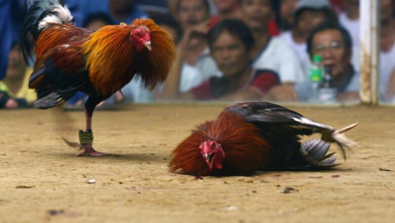 Lakukan Cara Ini Jika Ingin Sering Menang Main Sabung Ayam S128